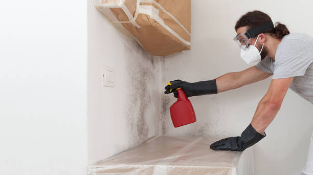 Professional Attic Mold Removal technician working in Augusta, KY