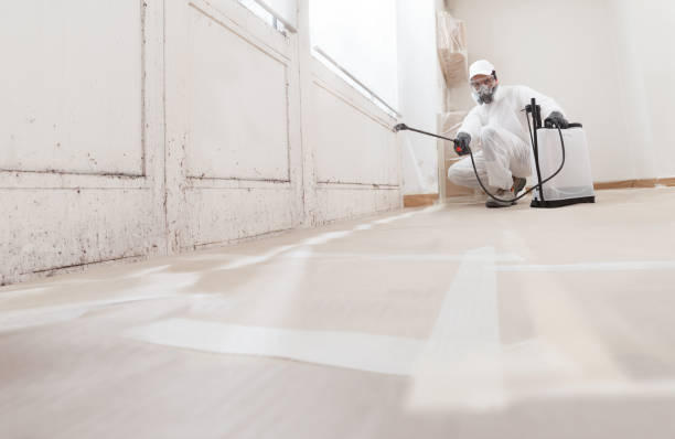 24/7 Emergency Attic Mold Removal experts in Augusta, KY