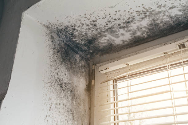 Affordable Mold Cleanup solutions in Augusta, KY