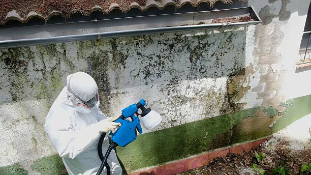 Trusted Attic Mold Removal service in Augusta, KY - Cheap Mold Removal